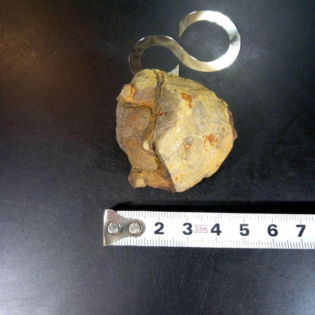 三葉虫化石fossilボリビア産レアFossil判別⑧