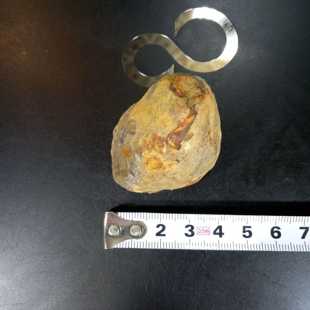 三葉虫 化石 fossil ボリビア trilobite 海生動物 三葉虫識別⑧