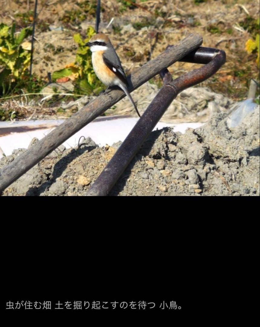 抽水植物 国産 青クワイ くわい 種芋 3個 自然菜園 無化学肥料 種苗 稲作