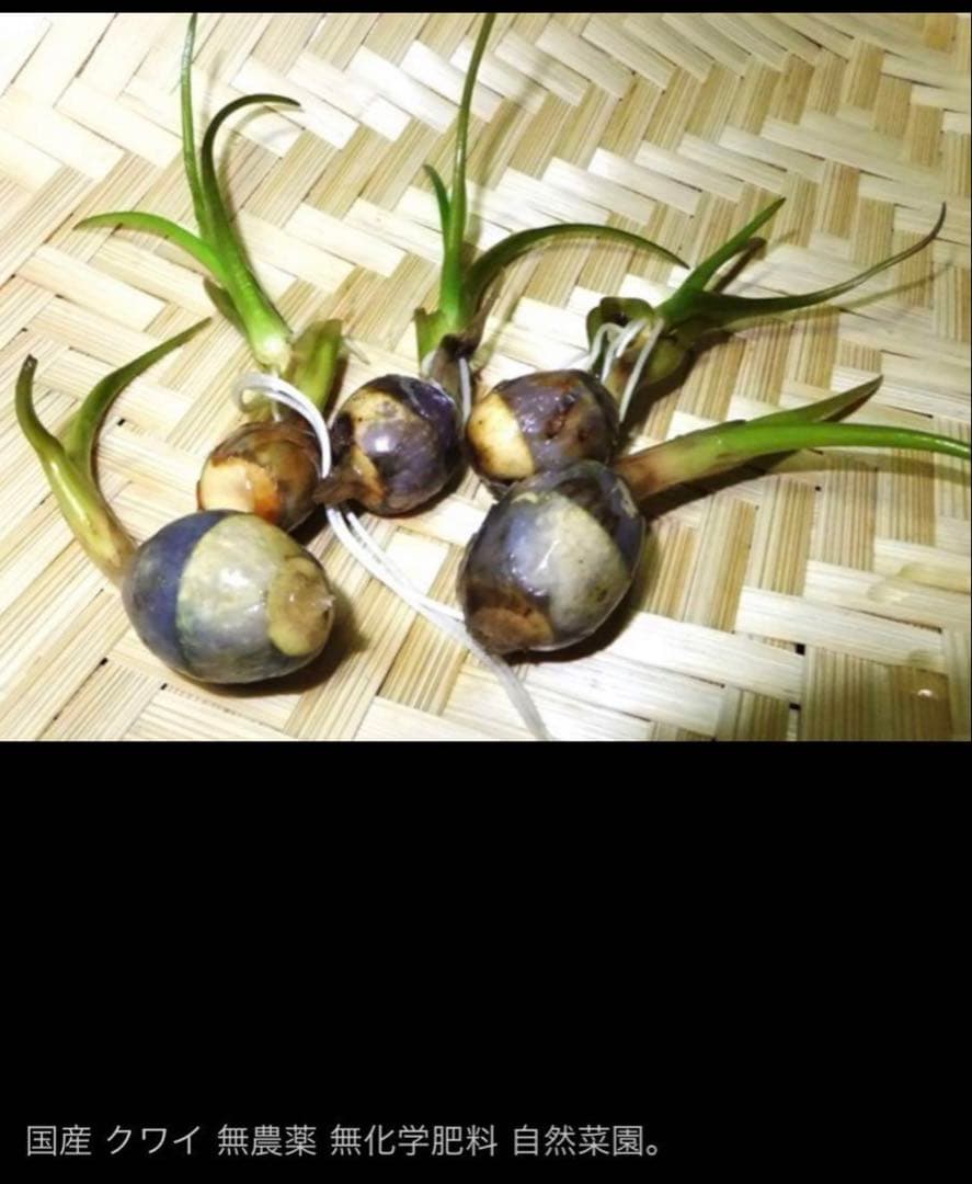 抽水植物 国産 青クワイ くわい 種芋 3個 自然菜園 無化学肥料 種苗 稲作