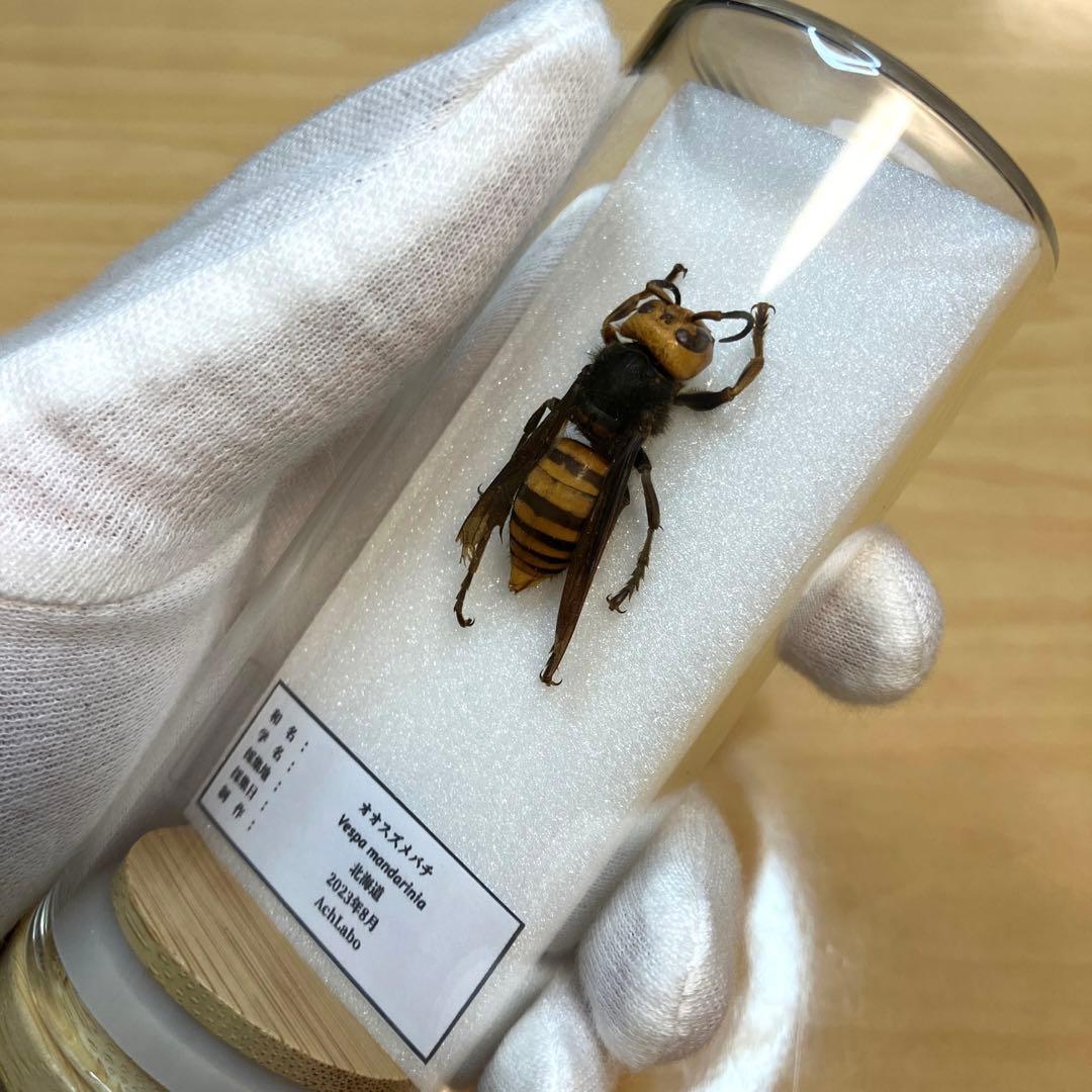 Yahoo!オークション - 7753 オブジェ 雀蜂の巣 スズメバチ ガラスケー