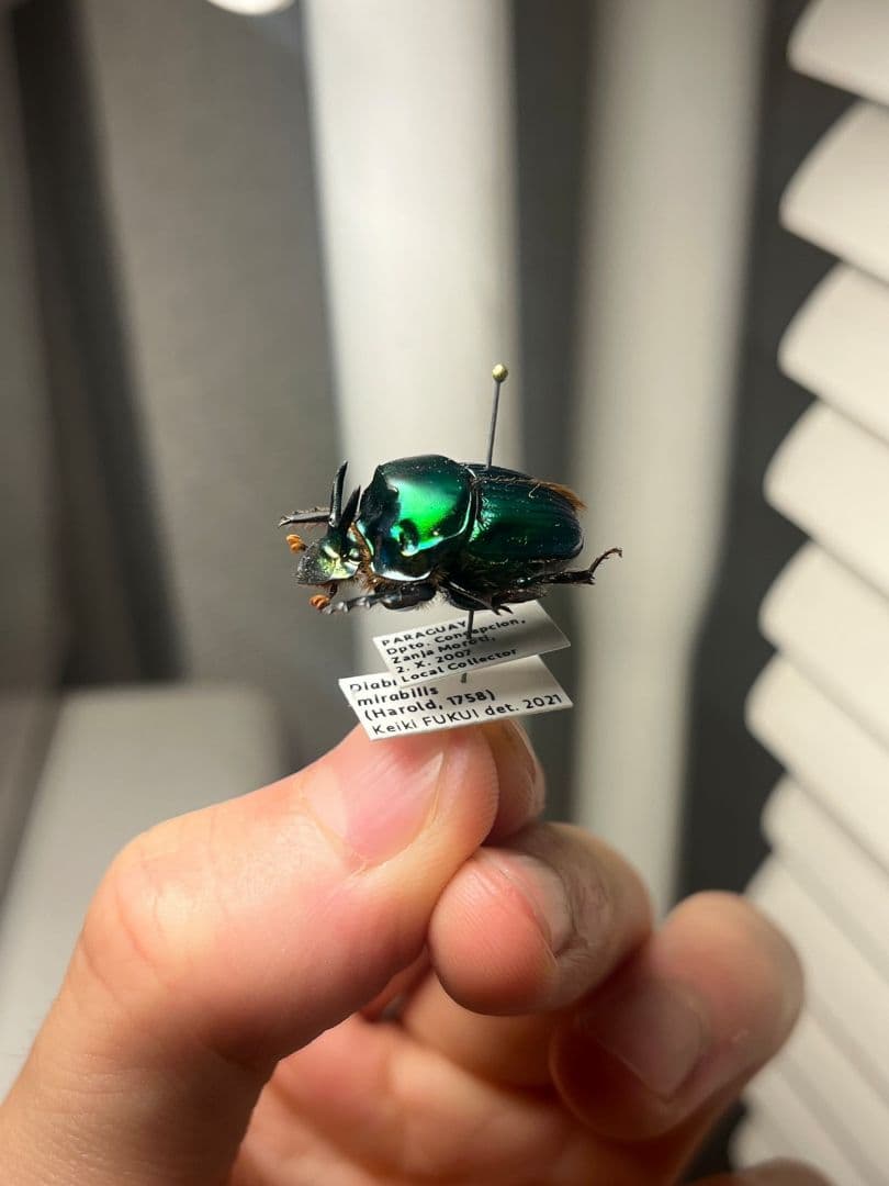 極美展足】Diabroctis mirabilisダイコクコガネ 22mm♂フ