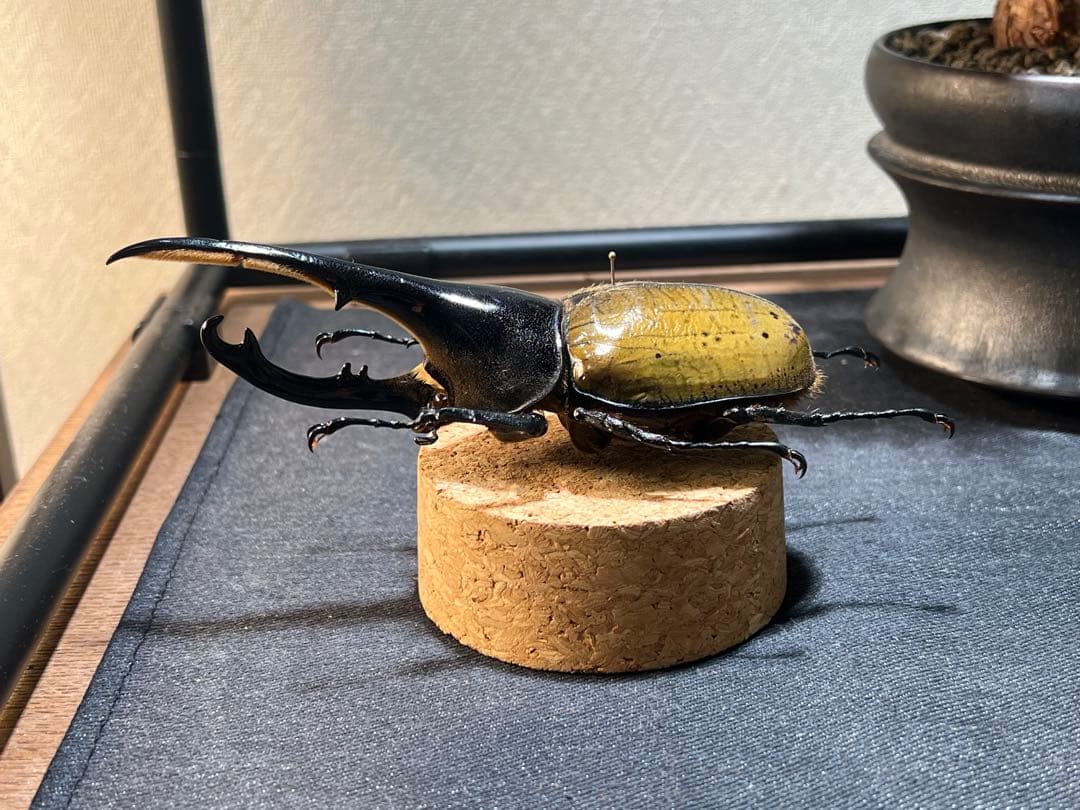 D*s様 D.hヘラクレス 大型 野外標本 - メルカリ