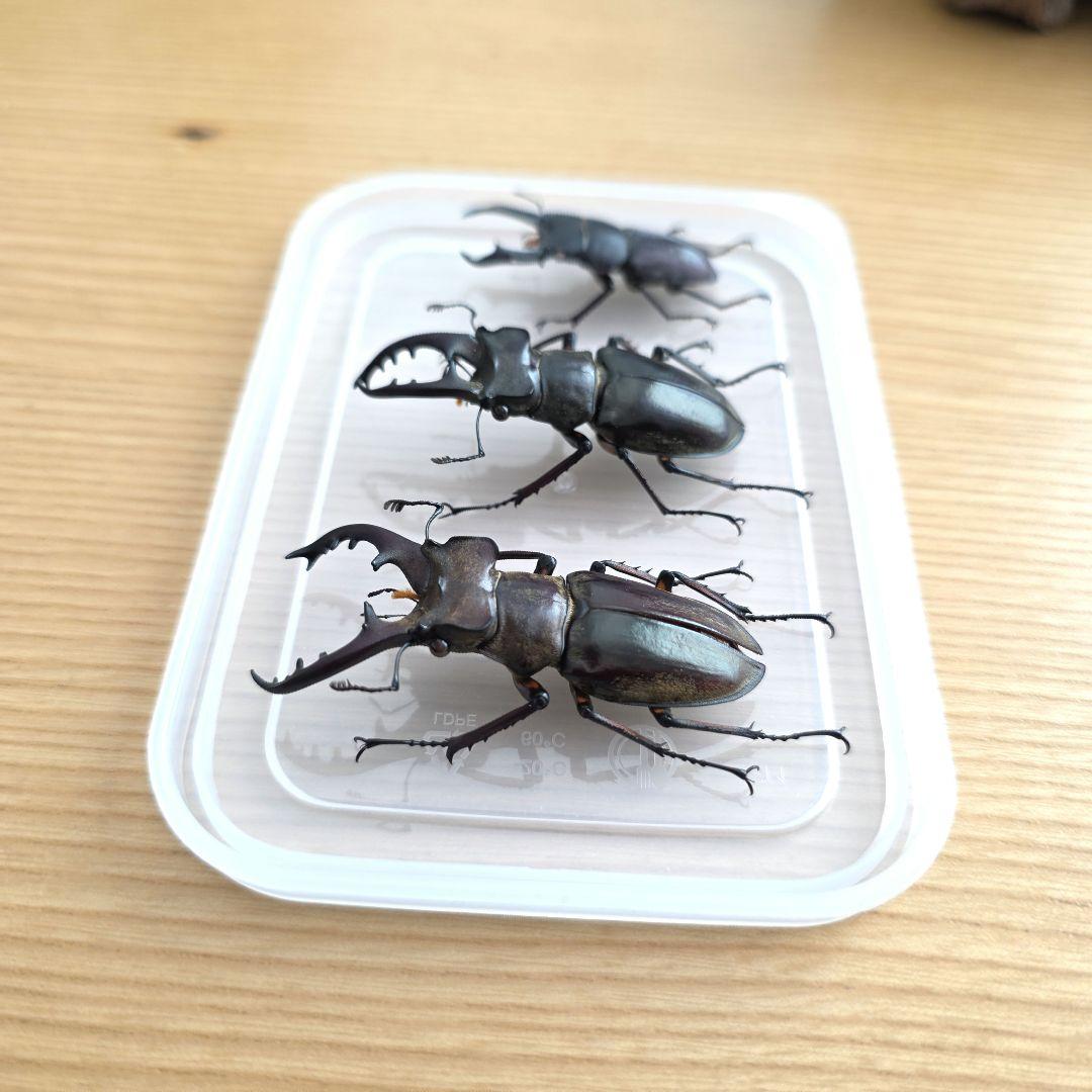 ミヤマクワガタ・コクワガタ標本セット - メルカリ