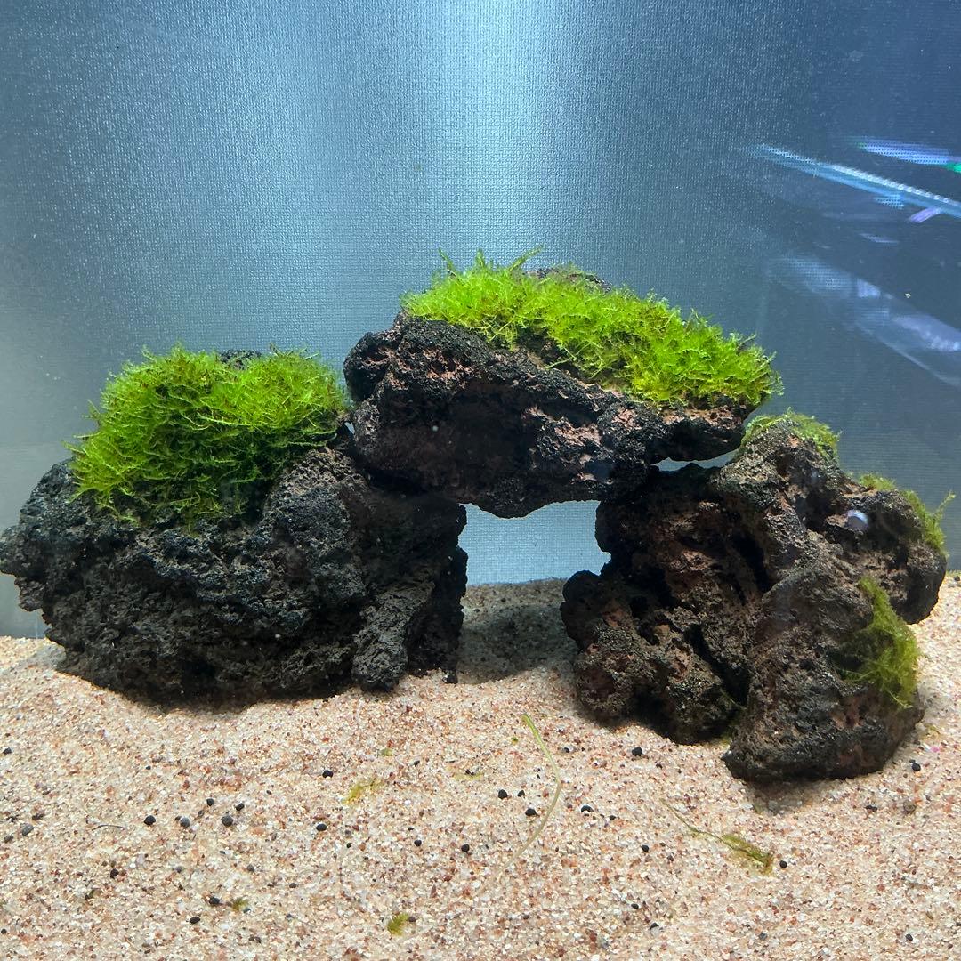 くうちゃん様 リクエスト 3点 まとめ商品 水草 ura様 リクエスト 3点