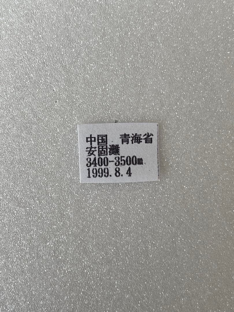 蝶標本】パルナシウス・ノミオン・コイワヤイ （1オス 中国/青海省産