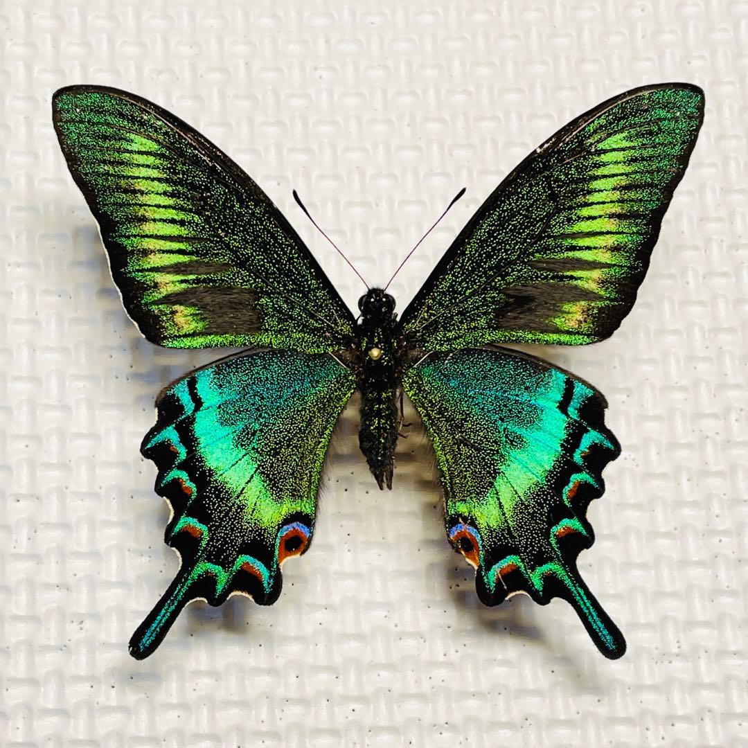 シナカラスアゲハ︎︎ 春型♂ (雲南省) 蝶標本昆虫標本 2026年最新】