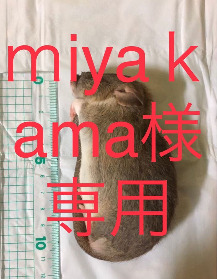 冷凍M L100 SM100 冷凍SM100 ML100 冷凍SM100 ML100 冷凍SM100 ML100