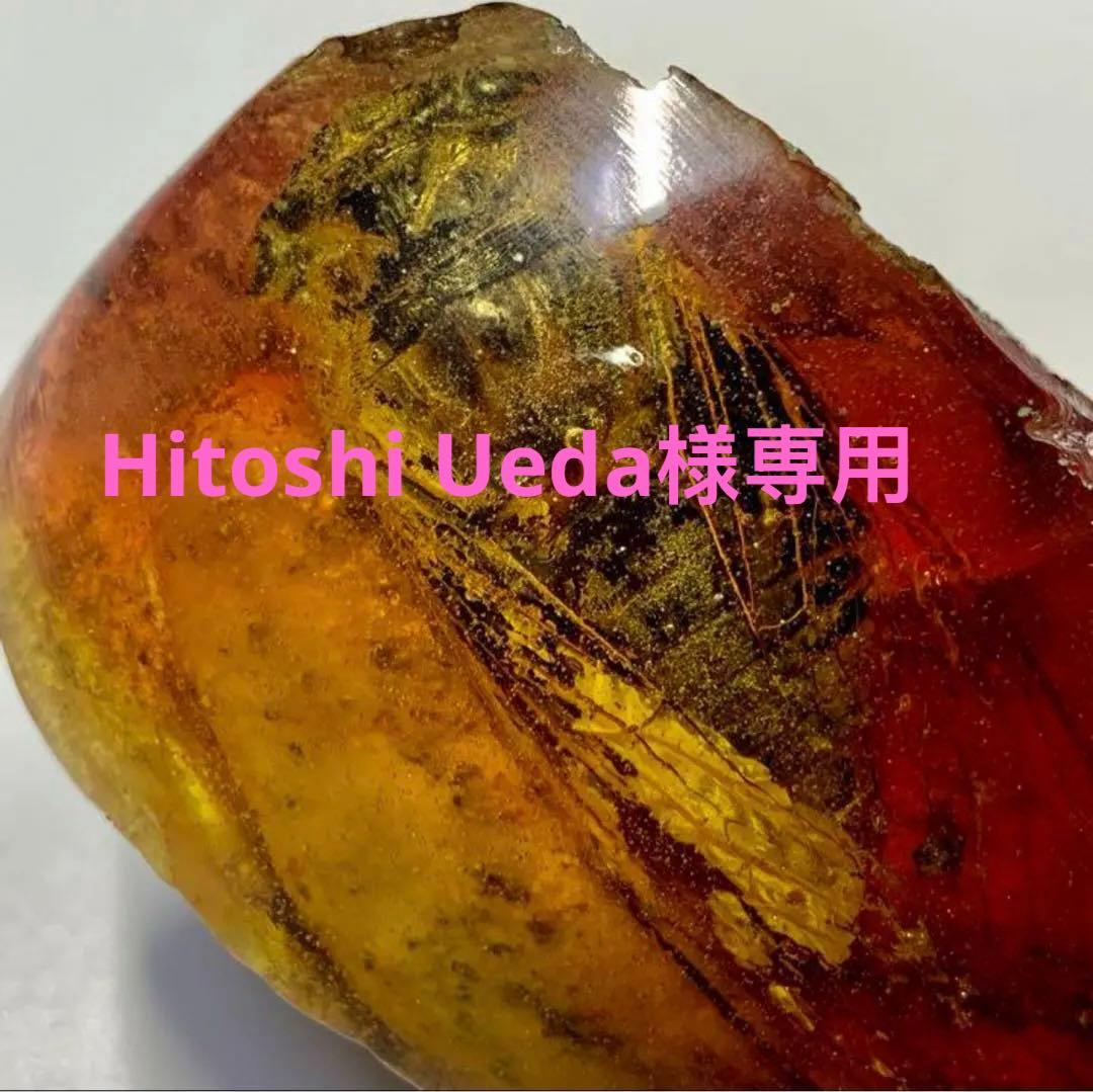 Kenia Stephanocrates dohertyi 48mm