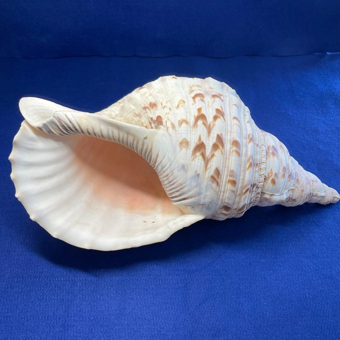 法螺貝 ホラ貝 法螺貝標本 魔除け 山伏修行 インテリア
