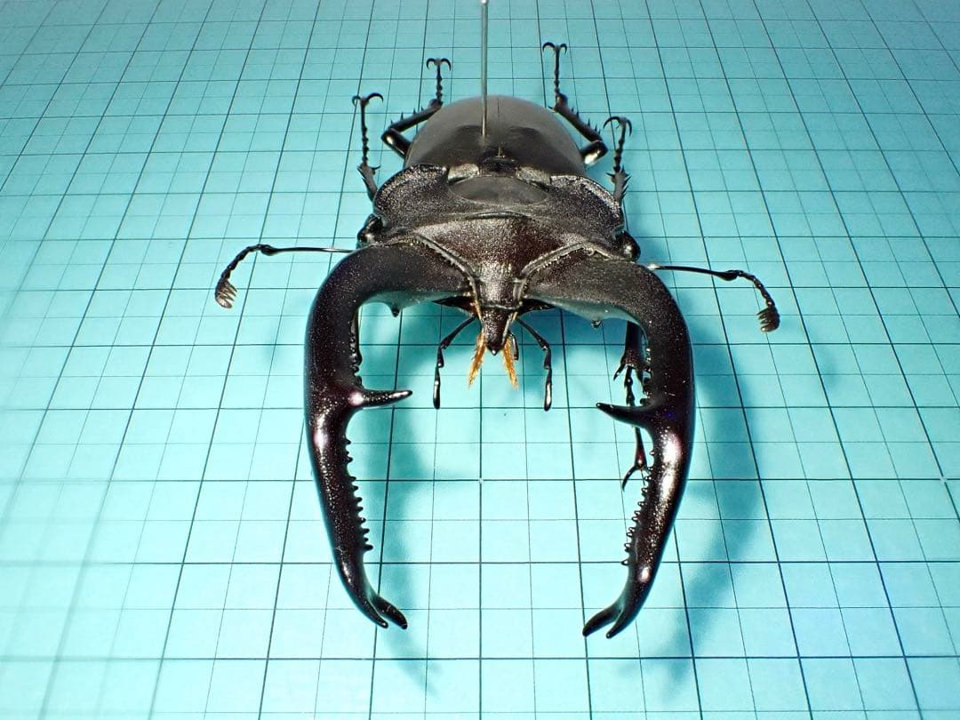 標本】ユダイクスミヤマクワガタ トルコ産 91.8ミリ 飼育品の通販はau