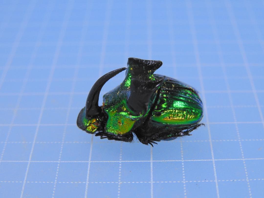 外国産蝶標本】アスタコイデスノコギリクワガタ♂/貴州省.徳江県産/37mm