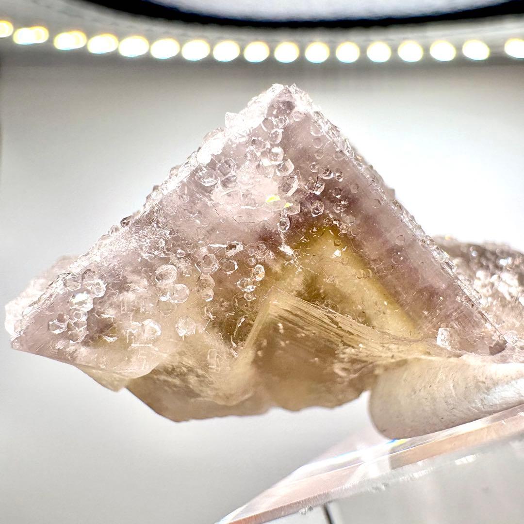 581 イギリス シェリーツインズポケット フローライト