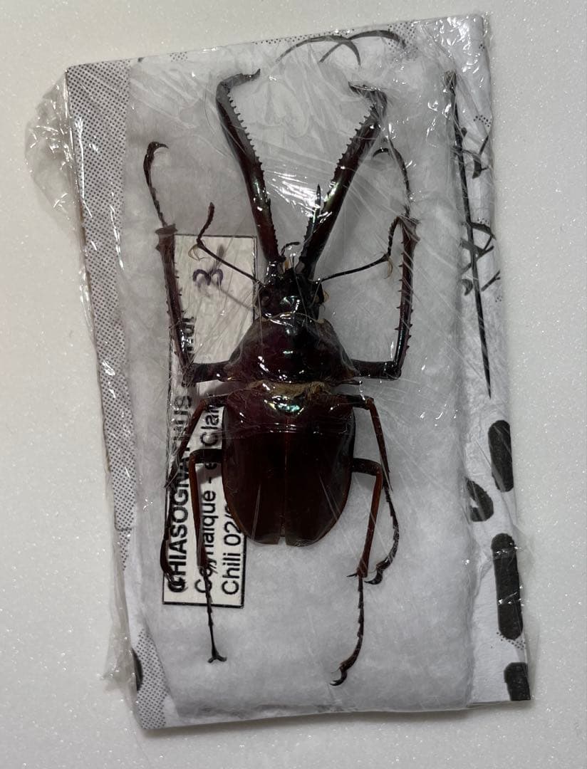 チリクワガタ ホロメタリクス 標本
