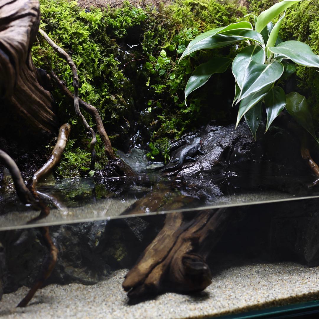 格安レイアウト水槽　イモリウム　アクアテラリウム