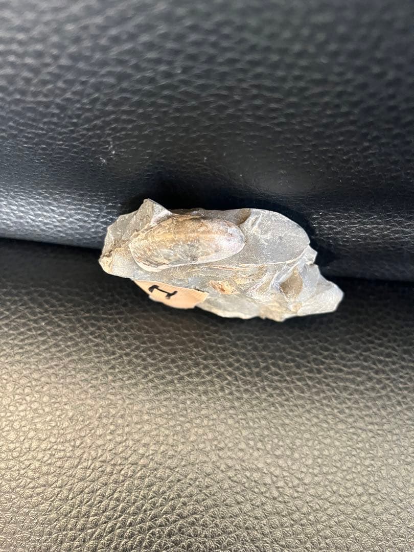 化石 7cm天然物につき個体差があり