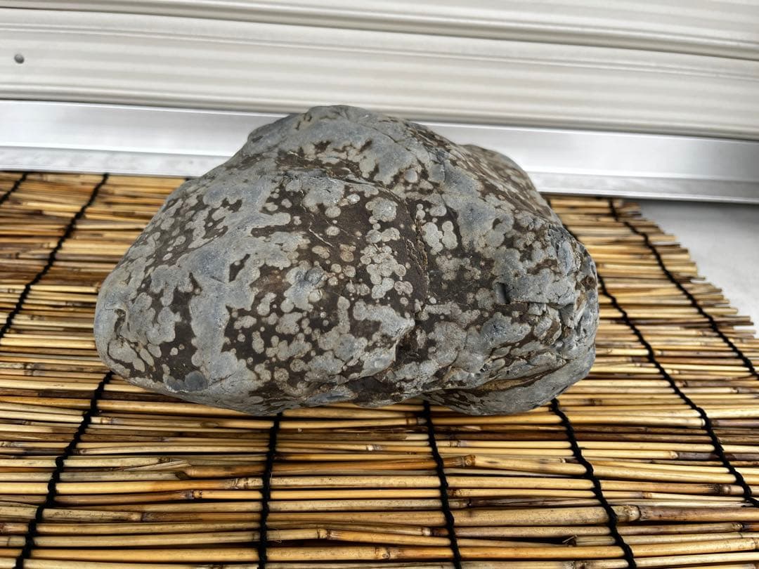 佐治石〈29〉【Taiyoメダカ】