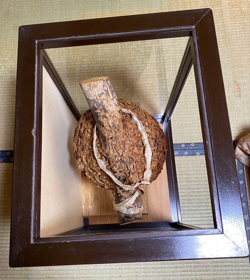 ⚠️近日処分】特大 スズメバチの巣 特注ガラスケース入り 希少 縁起物