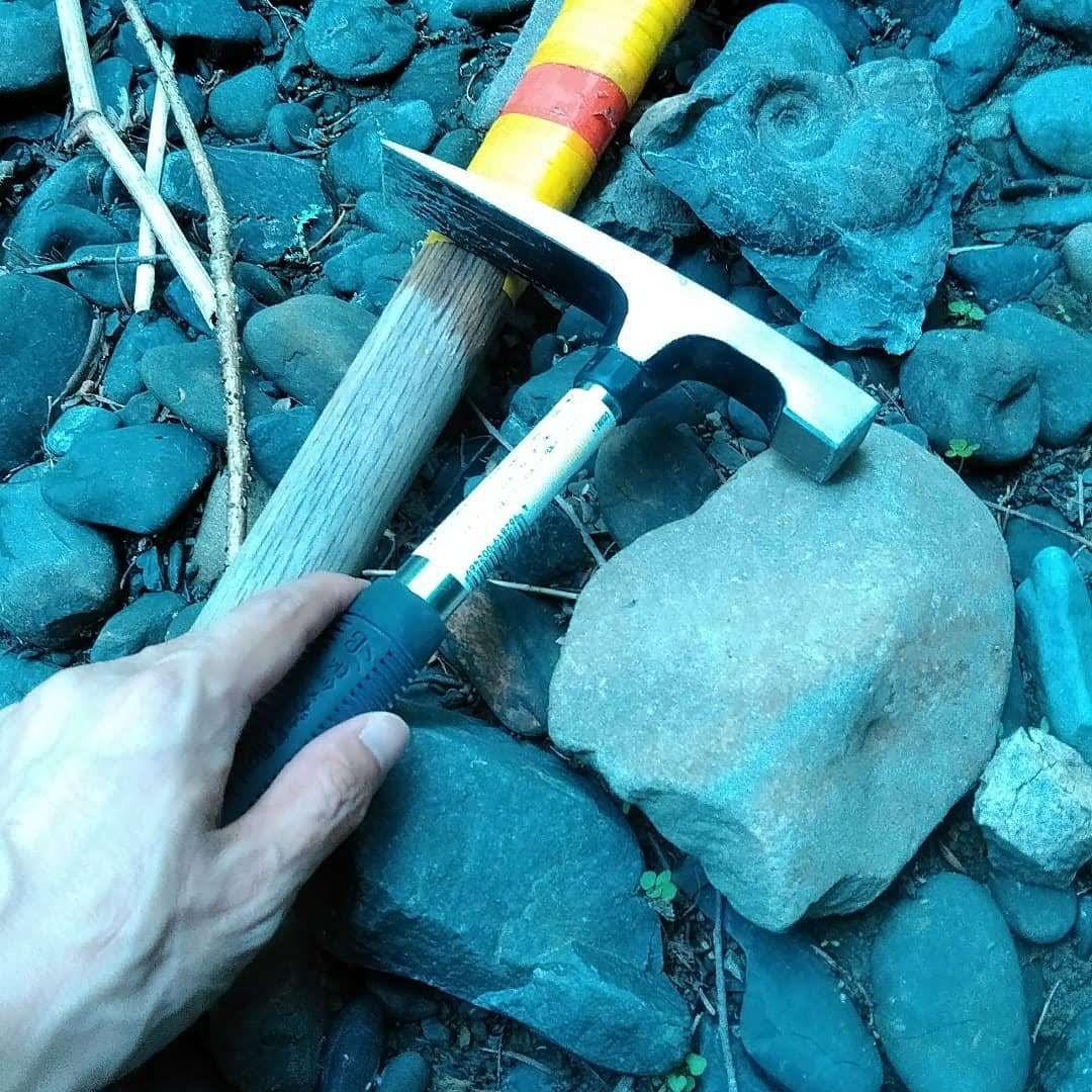 化石 標本 ノジュール原石 アンモナイト 国産 球状コンクリーション