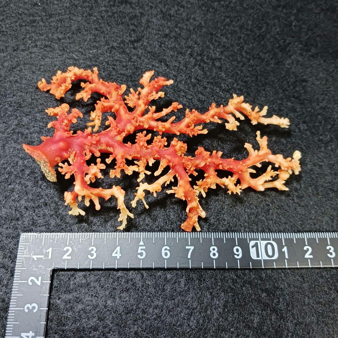 Y2678-1 国産赤珊瑚原木 血赤珊瑚 総重量28.7g 太軸 - メルカリ