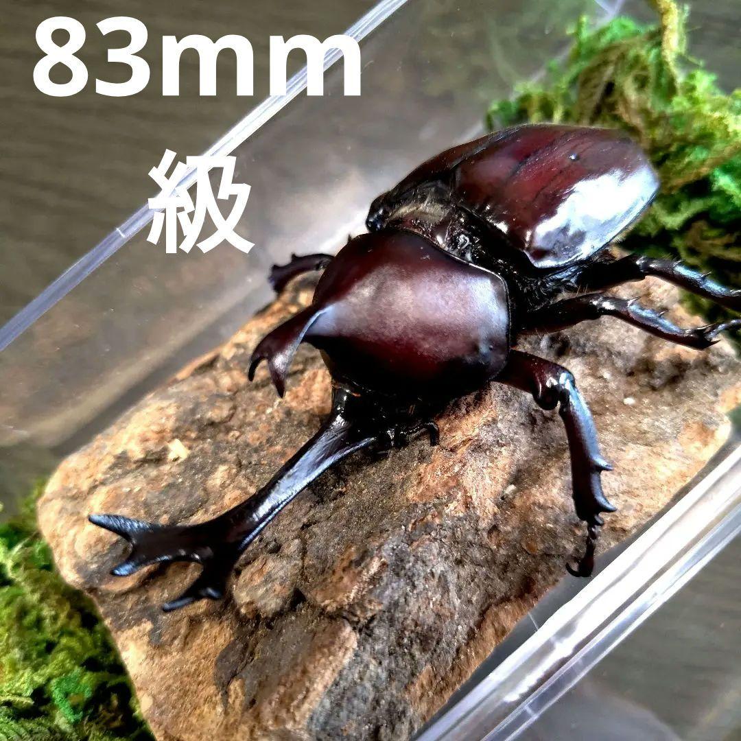 超特大野生宝物カブトムシ標本83mm級頭角幅18.4mm胸角幅5.7
