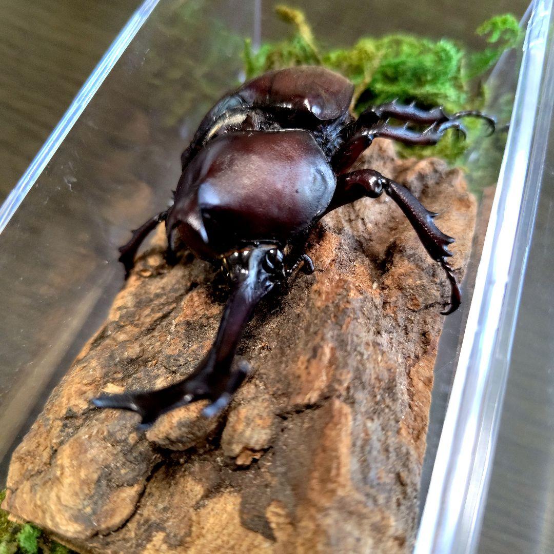 美しい野生ワイルドカブトムシ昆虫標本80mm頭角幅17.6mmぐらい 美しい