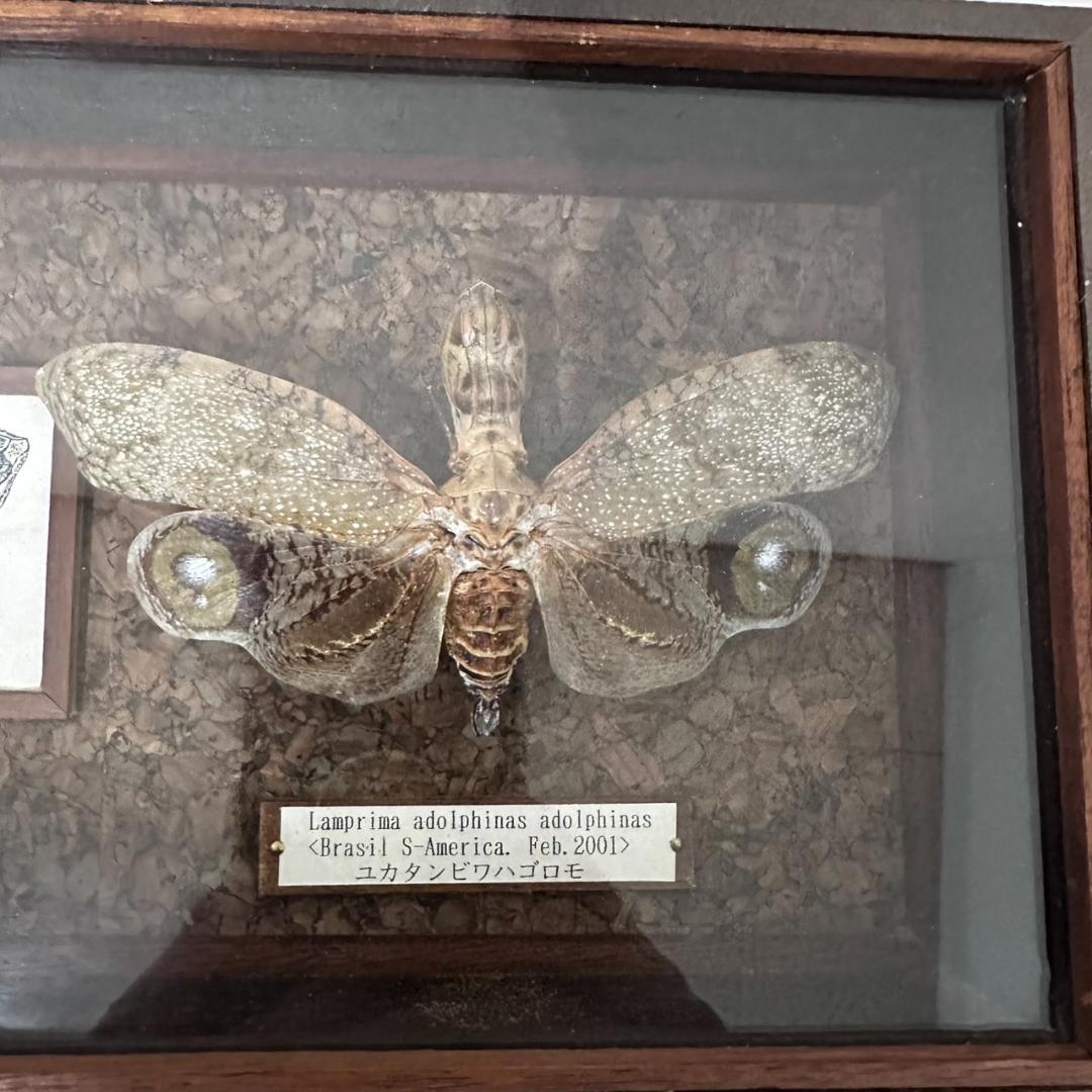 ユカタンビワハゴロモ 標本 蝶々 蛾 ブラジル産 希少 - メルカリ