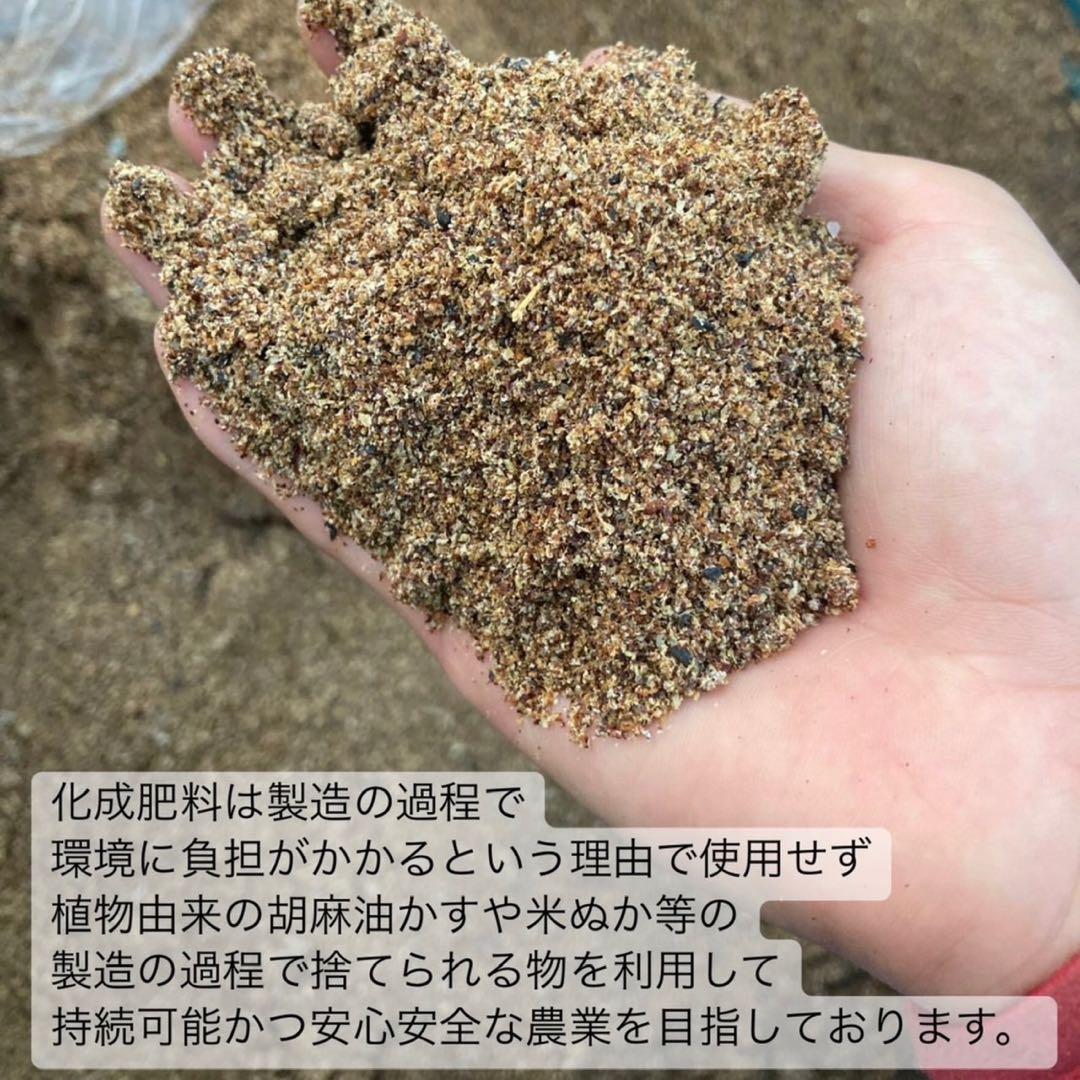 日本茶×〇〇】眠りに誘う癒しの味わい♪ほうじ茶カモミール 3g×