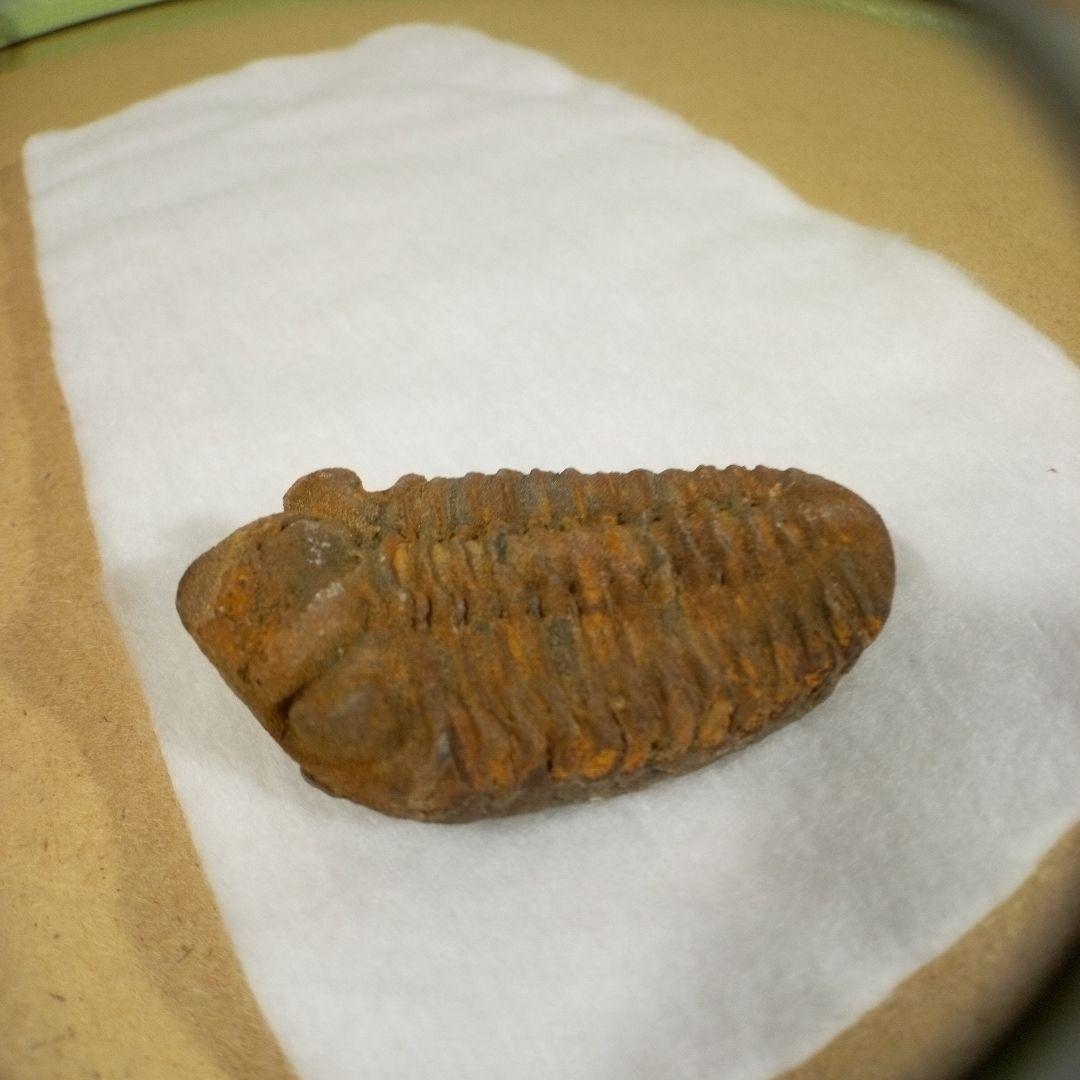 三葉虫化石fossilボリビア産レアFossil管理②