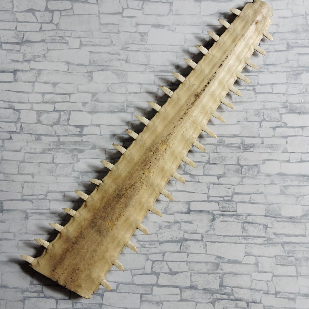 超希少・特大80cm】ノコギリギス 吻 剥製 ブラジル ノコギリザメ 天然
