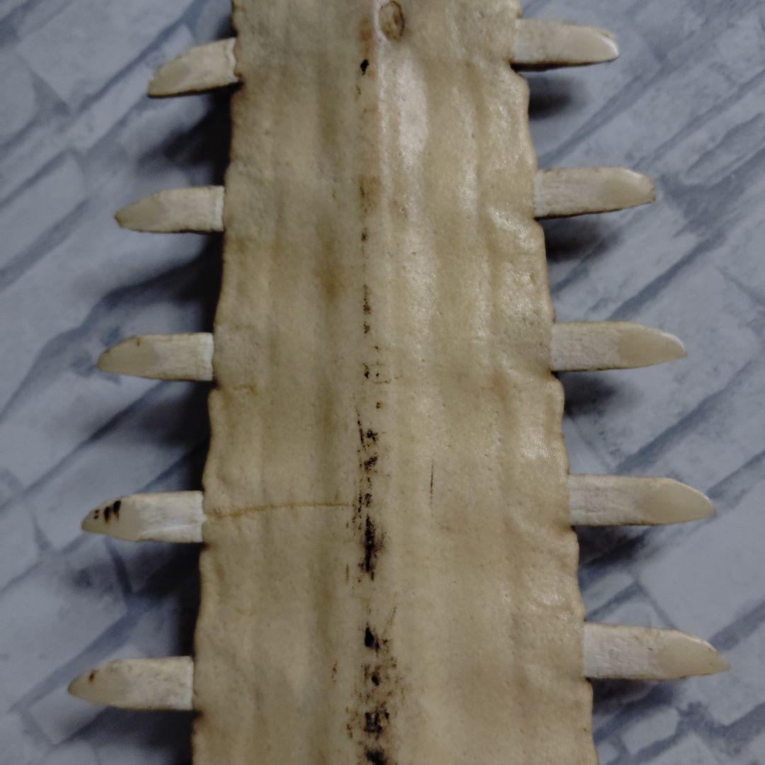 超希少・特大80cm】ノコギリギス 吻 剥製 ブラジル ノコギリザメ 天然