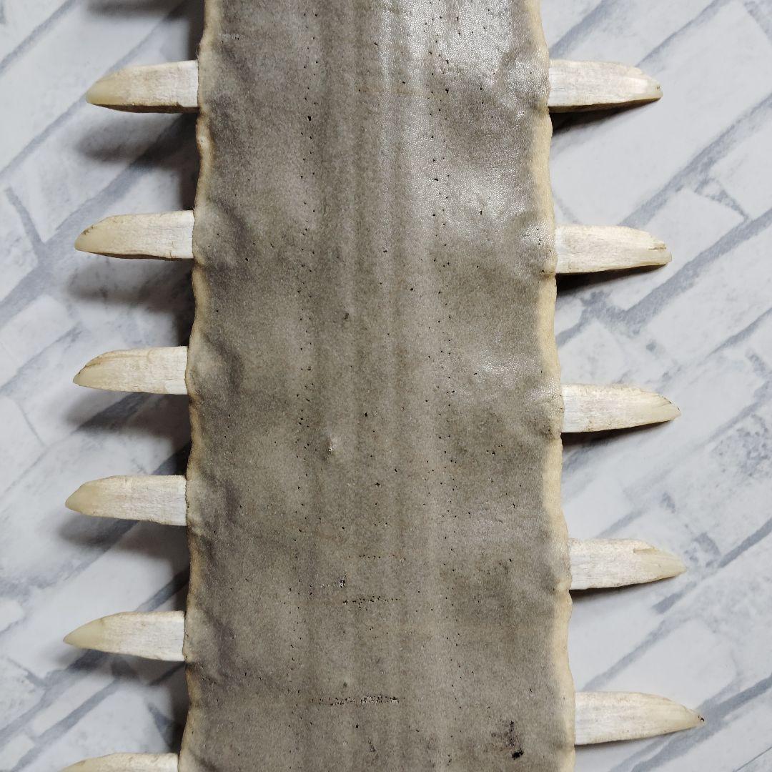 超希少・特大80cm】ノコギリギス 吻 剥製 ブラジル ノコギリザメ 天然