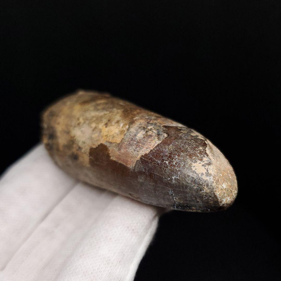 巨大ワニ サルコスクス 歯 化石 ニジェール産 75.87mm  fr138