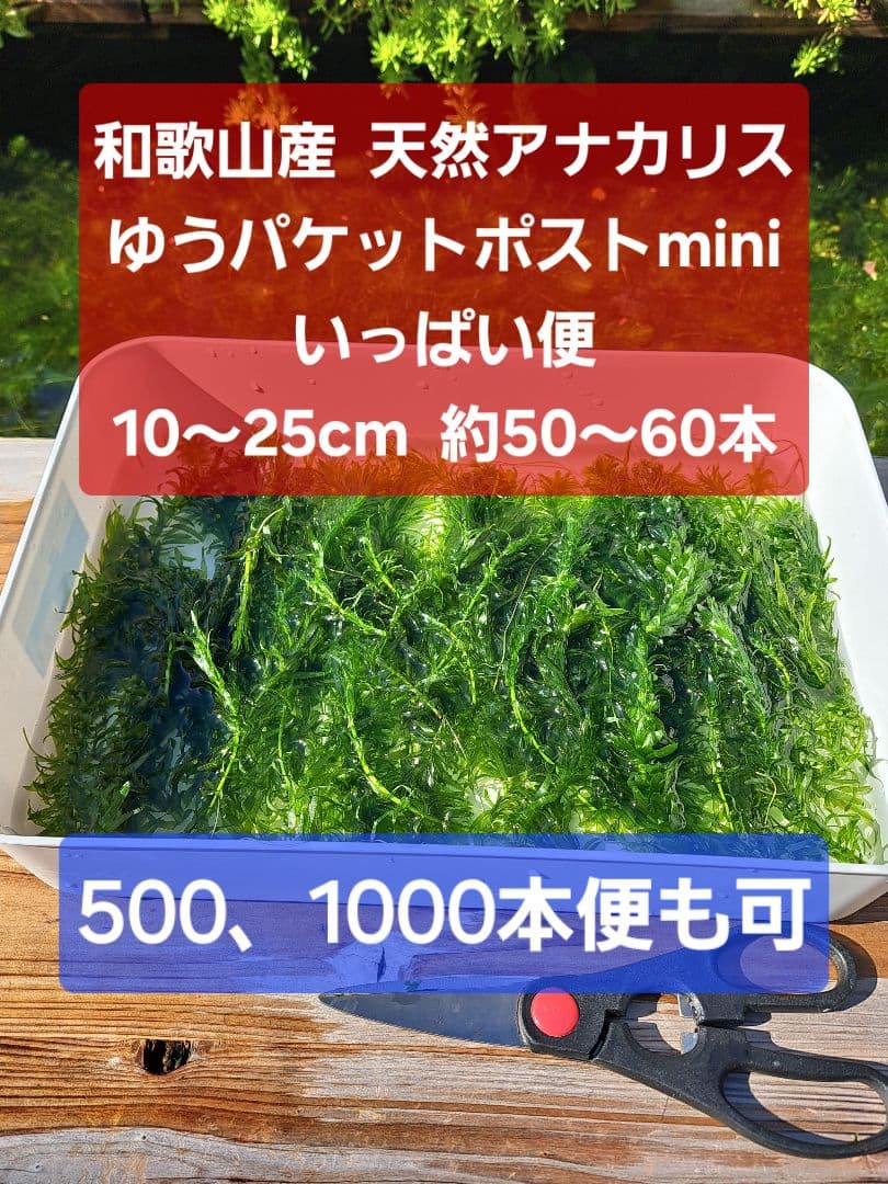 匿名配送】天然 アナカリス、ゆうパケットポストminiいっぱい便