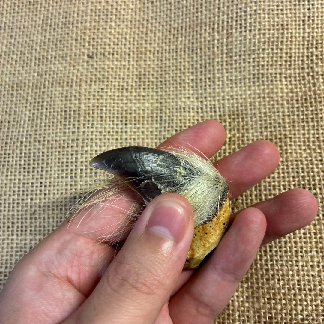 白熊 爪 熊爪 シロクマ 爪 ホッキョクグマ 熊の爪 ベアクロー 剥製