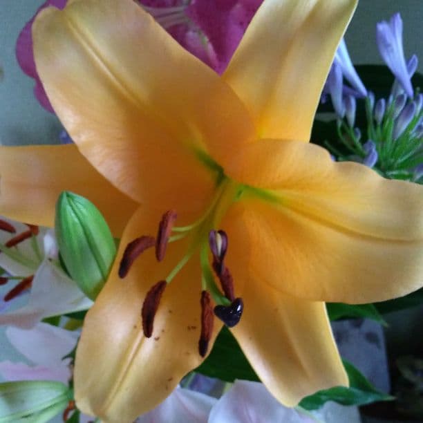 アンティーク ポワンドパリ 白鳥と水草 格子ドローンワーク 極細糸