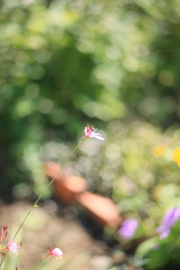 《希少》CANON New FD 100mm F2 【良品】