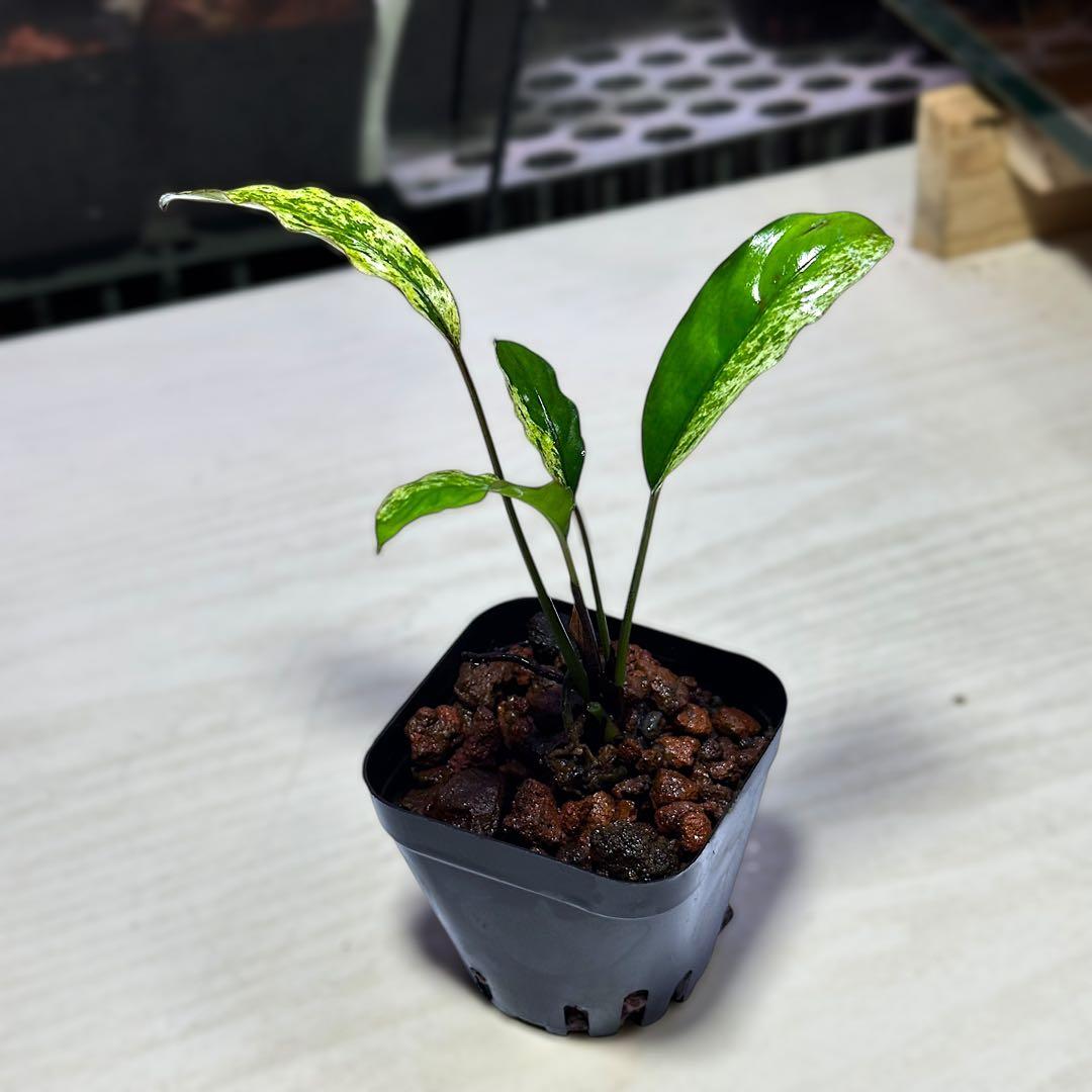 ブセファランドラ（斑入り株）Bucephalandra Pipto