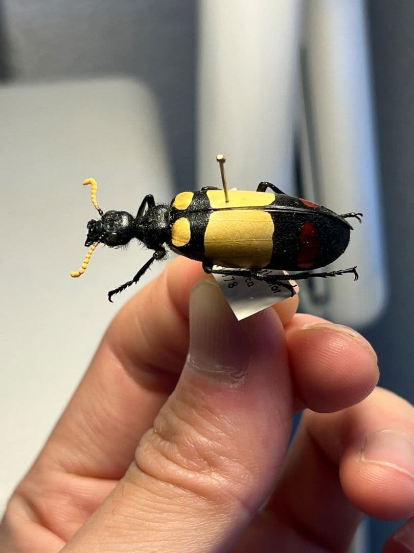 36mm】ツチハンミョウ 中央アフリカ産 オサムシマイマイカブリ 昆虫
