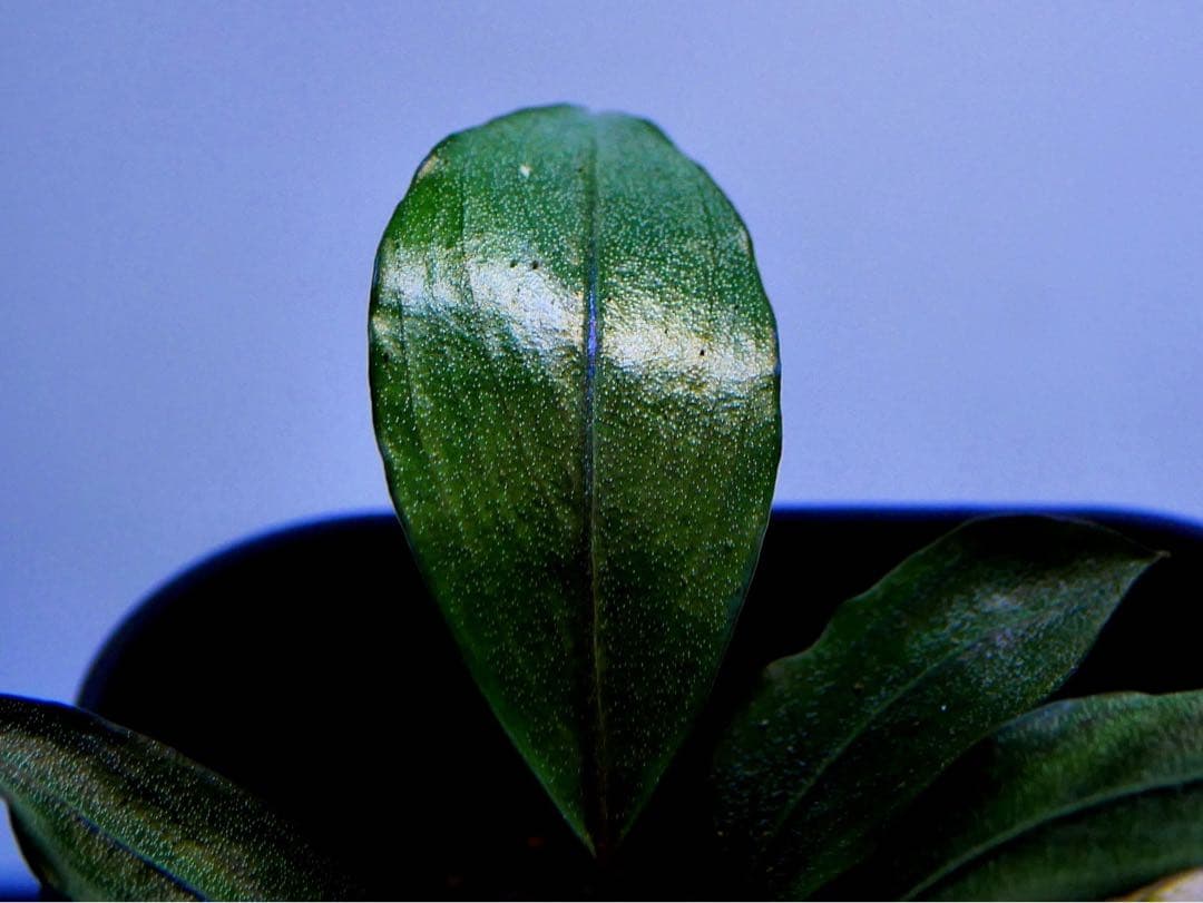 《激美＆激レア》ブセファランドラ『Pearl Gray』【完全水中葉】鉢植え株