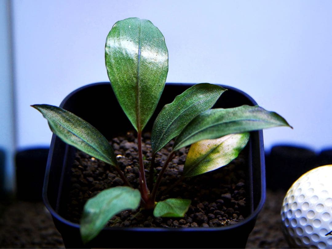 《激美＆激レア》ブセファランドラ『Pearl Gray』【完全水中葉】鉢植え株