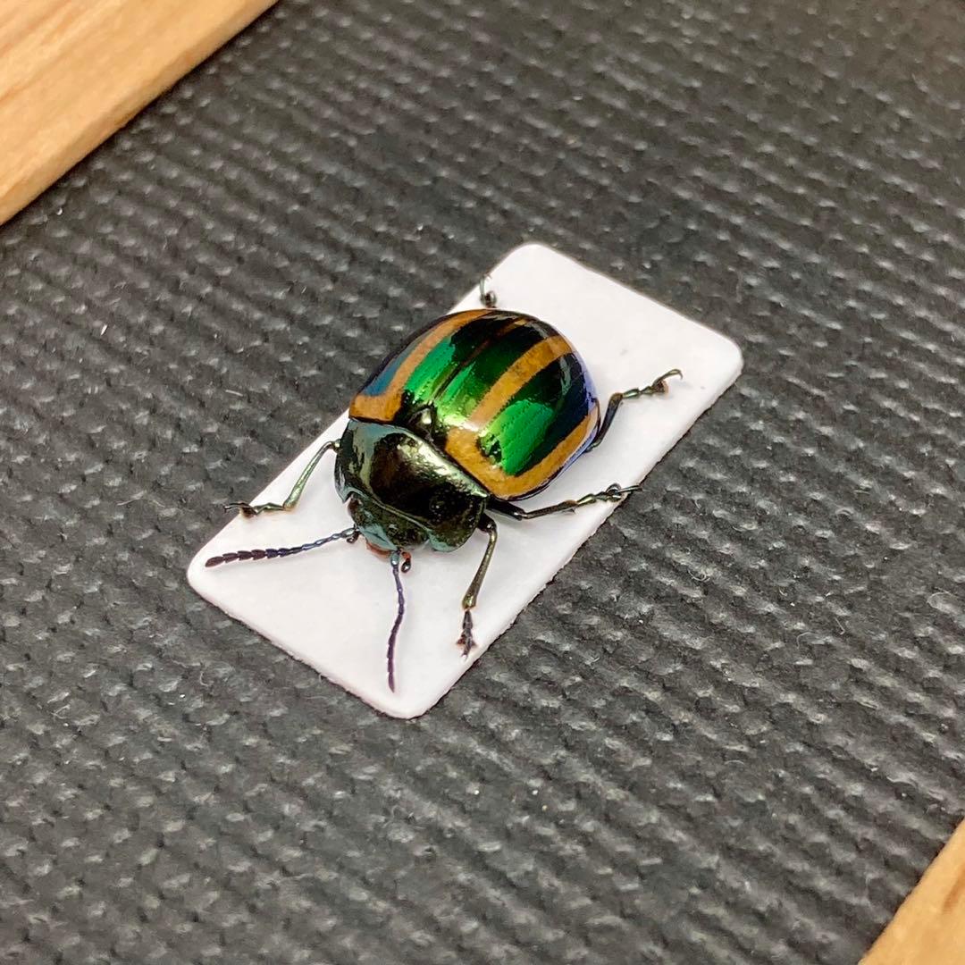 カメルーン産 奇色 トルクアタ イマキュリコリス 60mm