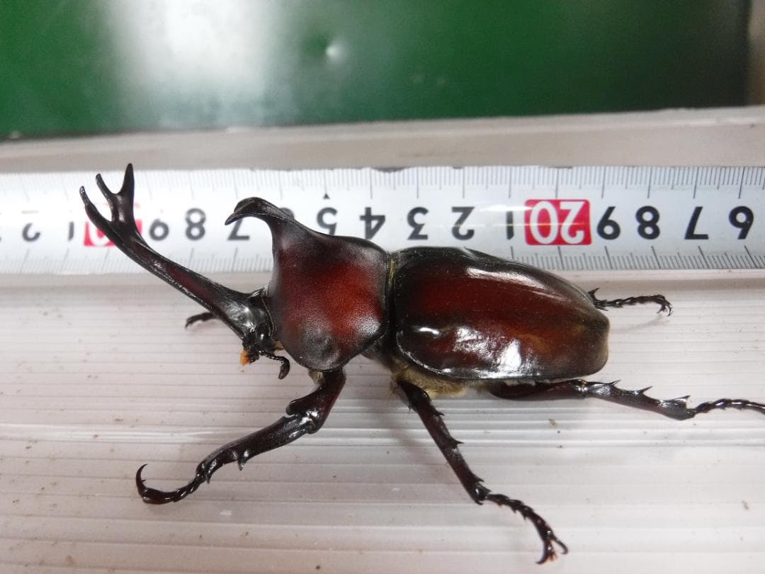 カブト虫マット2：発酵熟成竹・成虫・幼虫飼育・産卵育成用：500ℓ