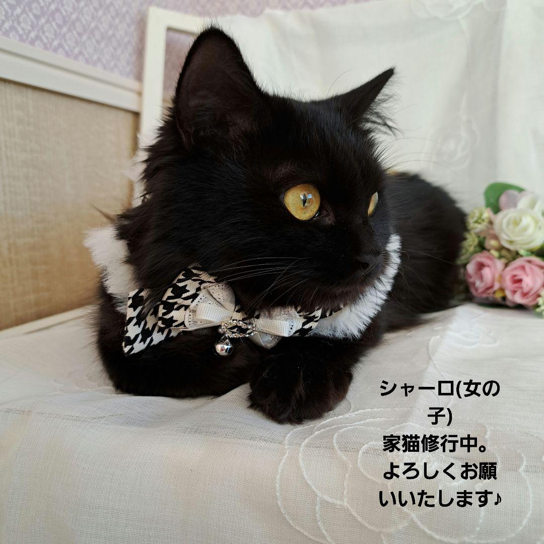 幅広シュシュ、ハロウィン(黒レース)わんちゃん猫ちゃん用 短毛