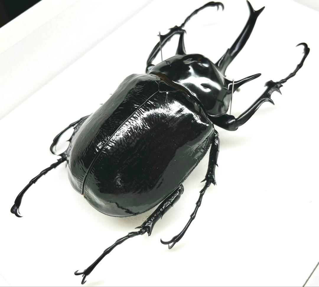 マルスゾウカブト　111mm 標本