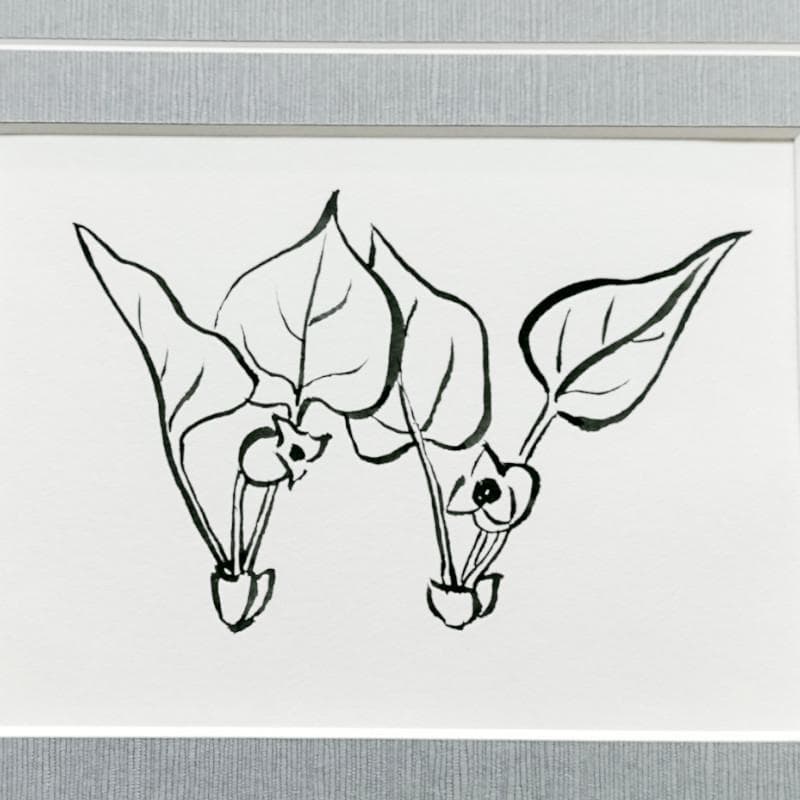 ☆坂本直行☆「 カンアオイ」筆書き　インチサイズ　未使用！