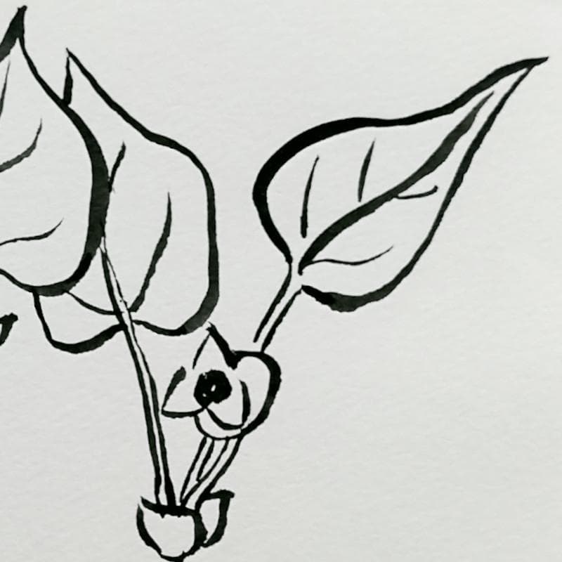 ☆坂本直行☆「 カンアオイ」筆書き　インチサイズ　未使用！