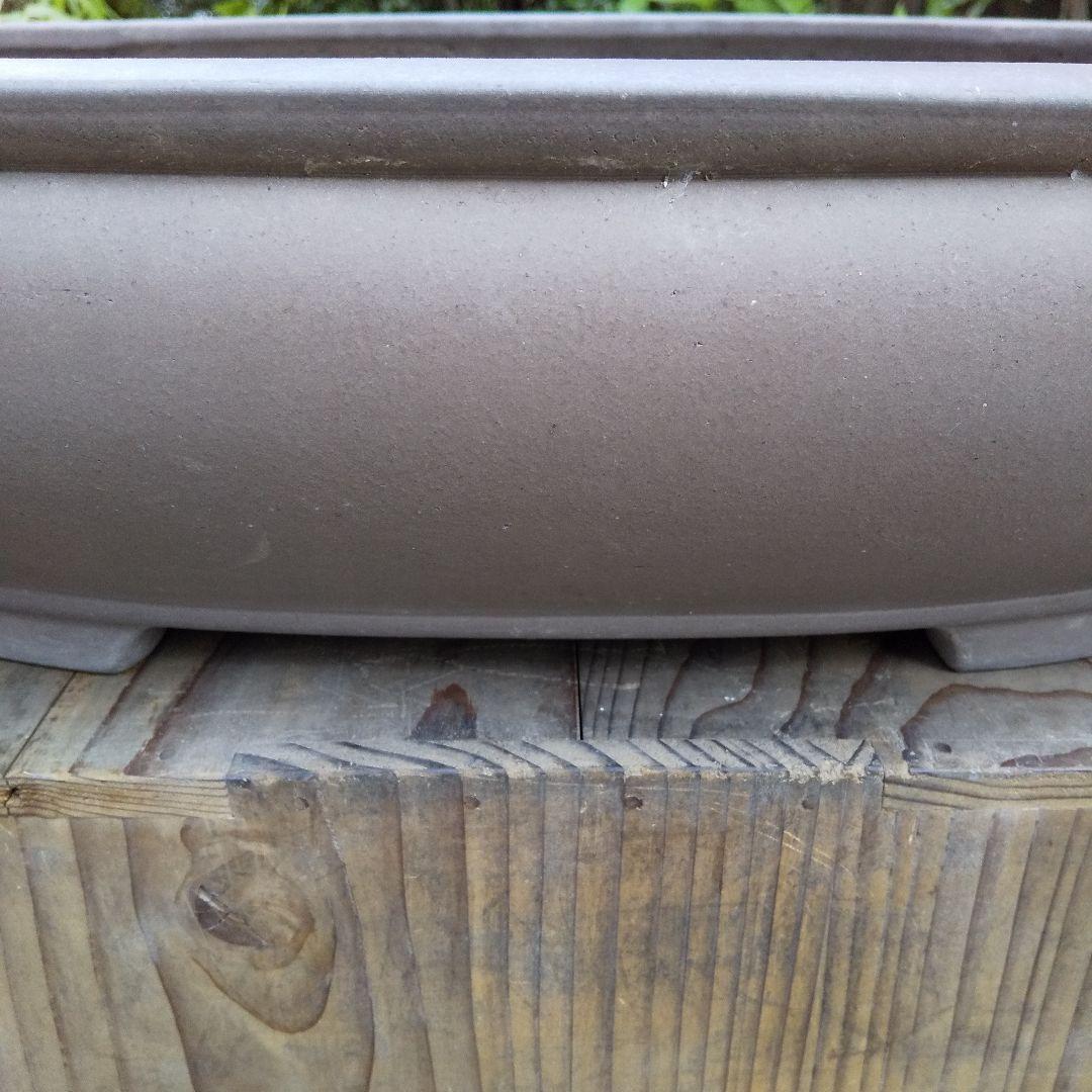 常滑焼 盆栽鉢 松柏類 大品『松下陶園』泥鉢 泥物 外縁