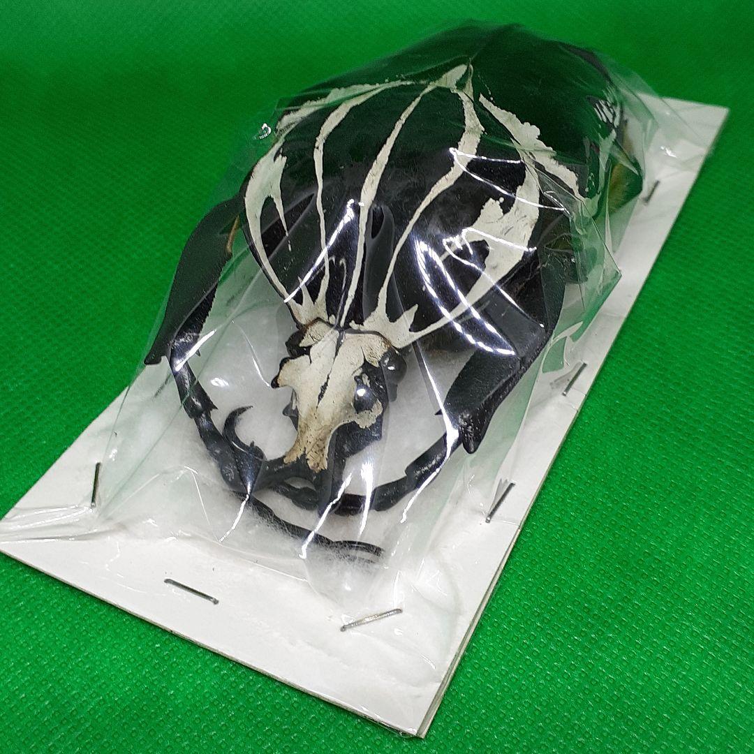 標本 Goliathus goliatus apicalis 100mm CONGO 標本 Goliathus goliatus apicalis 80mm CONGO Goliathus goliatus