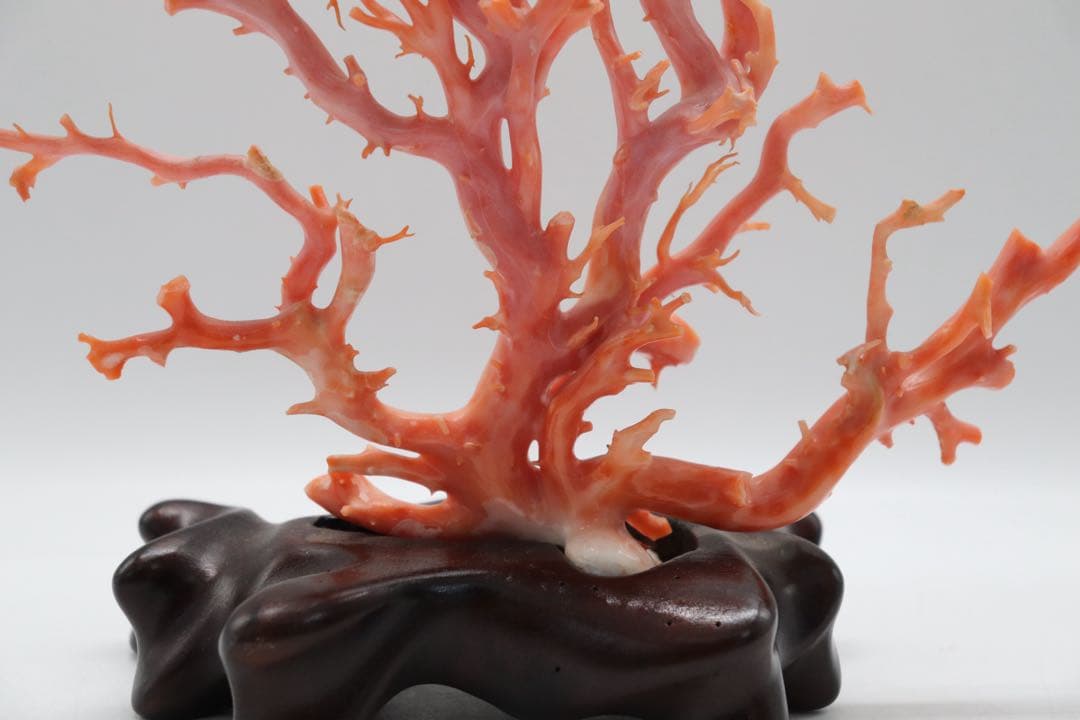 發財樹 縁起物 本珊瑚 重さ約340g 送料込み250814